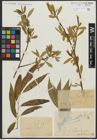Foto von Salix alba L. x Salix fragilis L.